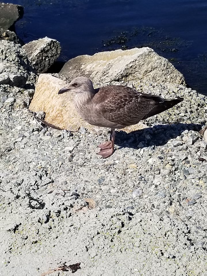 42304790_1753986314670966_7859141375395102720_n